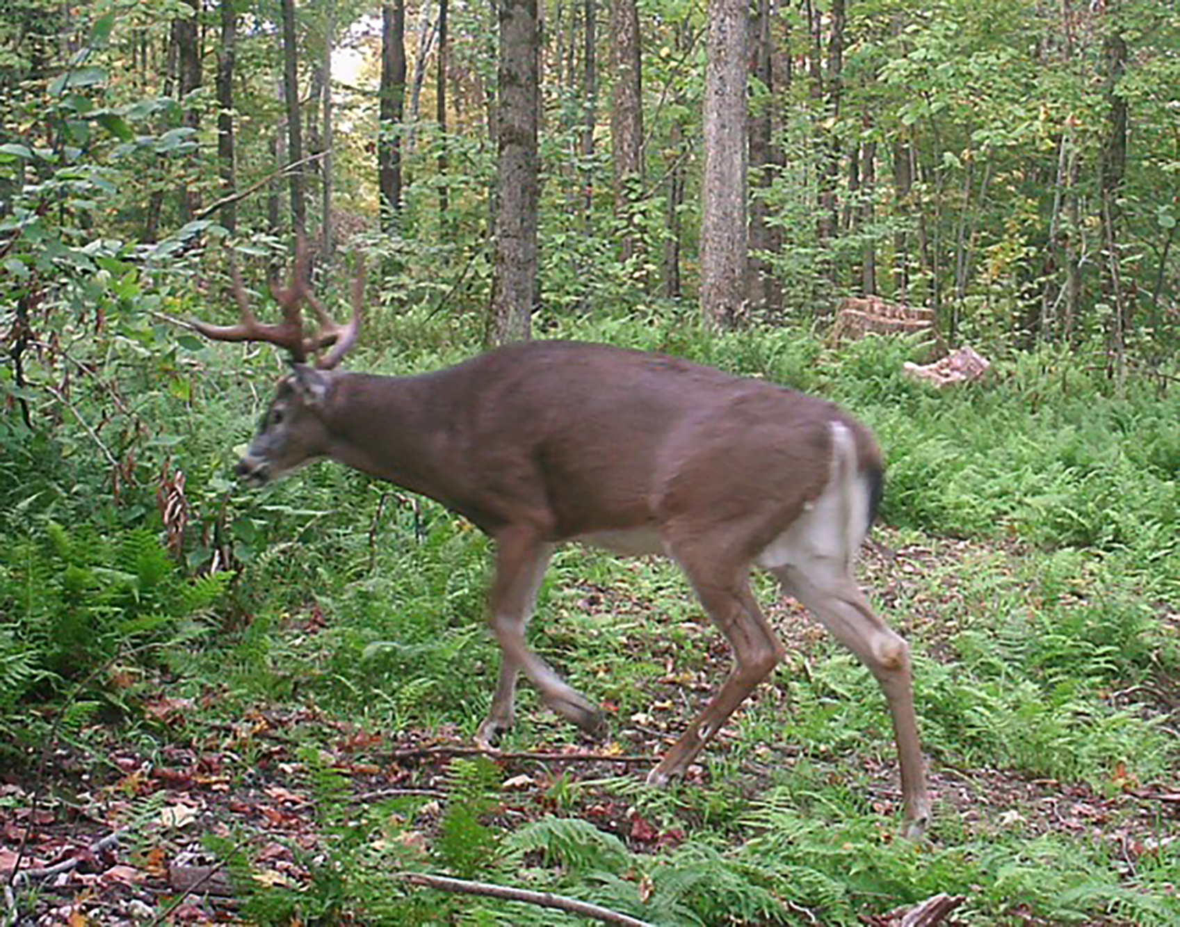 Coop deer numbers have increased News, Sports, Jobs Times Observer